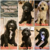 Labradoodle Puppies for sale in Herrick, IL 62431, USA. price: $600