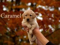 Labradoodle Puppies for sale in Muncy, PA 17756, USA. price: $800