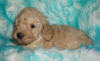 Labradoodle Puppies for sale in La Habra, CA 90631, USA. price: $1,700