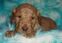 Labradoodle Puppies for sale in La Habra, CA 90631, USA. price: NA