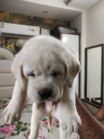 Labradoodle Puppies for sale in Kharar, Punjab 140301, India. price: 12,000 INR