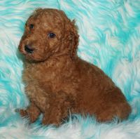 Labradoodle Puppies for sale in La Habra Heights, CA 90631, USA. price: $2,100
