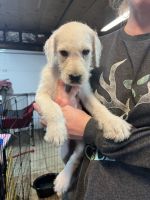 Labradoodle Puppies for sale in Buffalo, NY, USA. price: NA