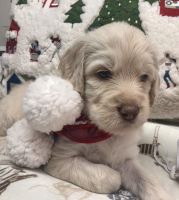 Labradoodle Puppies for sale in Meaford, ON, Canada. price: $1,500