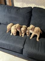 Labradoodle Puppies for sale in Martinsville, VA 24112, USA. price: $700