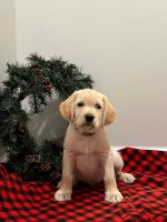 Labradoodle Puppies for sale in Muncy, PA 17756, USA. price: $80,000