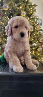 Labradoodle Puppies for sale in Valley Springs, CA 95252, USA. price: $1,500