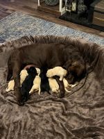 Labradoodle Puppies for sale in Fayetteville, NC, USA. price: $1,000
