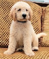 Labradoodle Puppies for sale in Ringgold, GA 30736, USA. price: $2,600