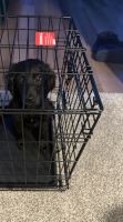 Labradoodle Puppies for sale in 97 Capital Ct, Largo, MD 20774, USA. price: $850