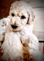 Labradoodle Puppies for sale in Bowling Green, KY, USA. price: $1,500
