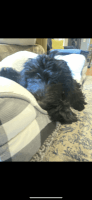 Labradoodle Puppies for sale in San Jose, CA, USA. price: $600