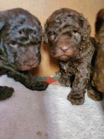 Labradoodle Puppies for sale in San Leandro, CA 94579, USA. price: $1,500
