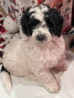 Labradoodle Puppies for sale in Mulino, OR, USA. price: $2,000