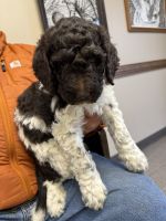 Labradoodle Puppies for sale in Scott Depot, Teays Valley, WV 25560, USA. price: $600
