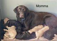 Labradoodle Puppies for sale in Emmett, ID 83617, USA. price: $1,000