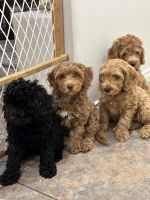 Labradoodle Puppies for sale in Bakersfield, CA, USA. price: $2,500