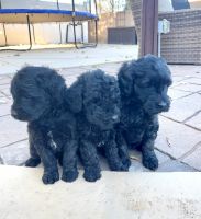 Labradoodle Puppies for sale in St. George, Utah. price: $1,200