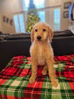 Labradoodle Puppies for sale in Valley Springs, CA 95252, USA. price: $600