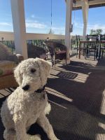 Labradoodle Puppies for sale in Reno, Nevada. price: NA