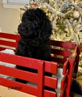 Labradoodle Puppies for sale in Pell City, AL 35125, USA. price: $800