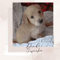 Labradoodle Puppies for sale in St. Louis, MO 63116, USA. price: $850