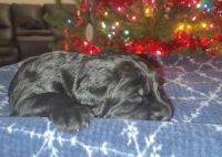 Labradoodle Puppies for sale in Tinley Park, IL, USA. price: $1,200