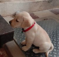 Labradoodle Puppies for sale in Hosur, Tamil Nadu. price: 10,000 INR