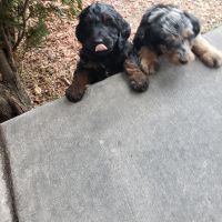 Labradoodle Puppies for sale in Layton, UT, USA. price: $500