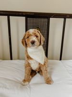 Labradoodle Puppies for sale in Alliance, Ohio. price: $2,200