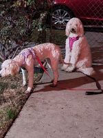 Labradoodle Puppies for sale in Pomona, California. price: $300