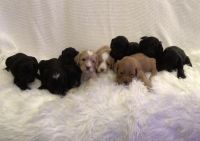 Labradoodle Puppies for sale in Waynesboro, VA 22980, USA. price: $800