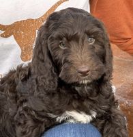 Labradoodle Puppies for sale in Destin, Florida. price: $1,500