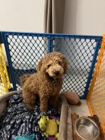Labradoodle Puppies for sale in Fulshear, Texas. price: $2,000