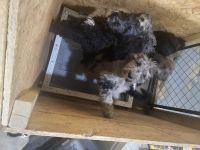 Labradoodle Puppies for sale in Hopewell, Ohio. price: NA