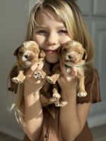 Labradoodle Puppies for sale in Auburn, CA, USA. price: $2,200