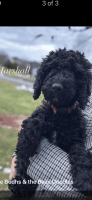 Labradoodle Puppies for sale in Saylorsburg, PA 18353, USA. price: $1,000
