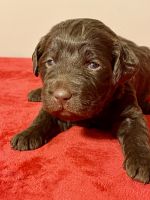 Labradoodle Puppies for sale in Shelby, North Carolina. price: NA