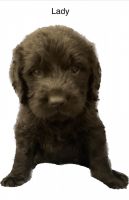 Labradoodle Puppies for sale in Tinley Park, Illinois. price: $1,200