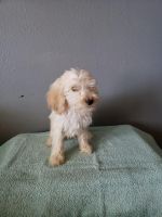Labradoodle Puppies for sale in Rogers, Arkansas. price: $100
