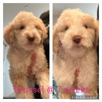 Labradoodle Puppies for sale in Hollister, CA 95023, USA. price: $1,500