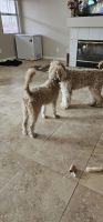 Labradoodle Puppies for sale in Henderson, Nevada. price: NA