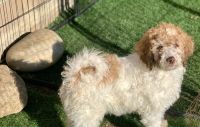 Labradoodle Puppies for sale in Bakersfield, California. price: $1,000