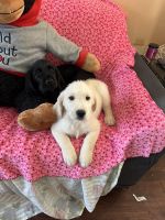 Labradoodle Puppies for sale in St. Helens, Oregon. price: $400