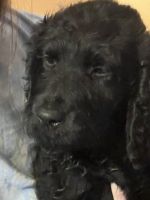 Labradoodle Puppies for sale in St. Helens, Oregon. price: $150