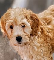 Labradoodle Puppies for sale in Boise, Idaho. price: $1,250