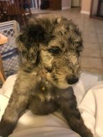 Labradoodle Puppies for sale in Wilton, CA, USA. price: $1,000