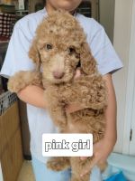Labradoodle Puppies for sale in Lexington, South Carolina. price: $1,200
