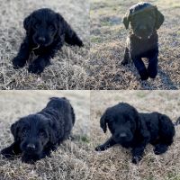 Labradoodle Puppies for sale in Tyler, Texas. price: NA