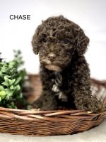Labradoodle Puppies for sale in Millersburg, Ohio. price: $1,250